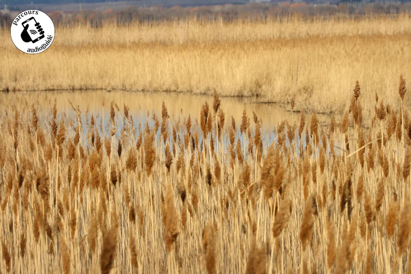 Randonnée Randonnée D’un canal à l’autre en AOC Costières