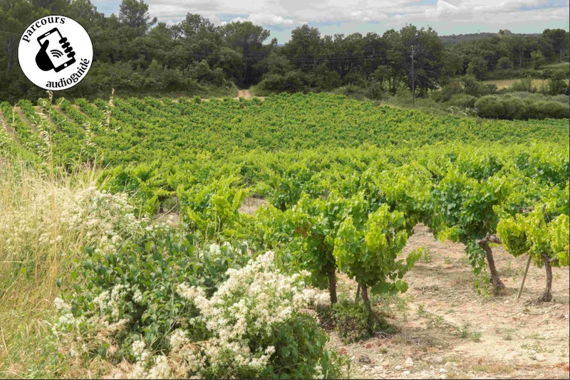 Randonnée Randonnée Entre vignobles et collines
