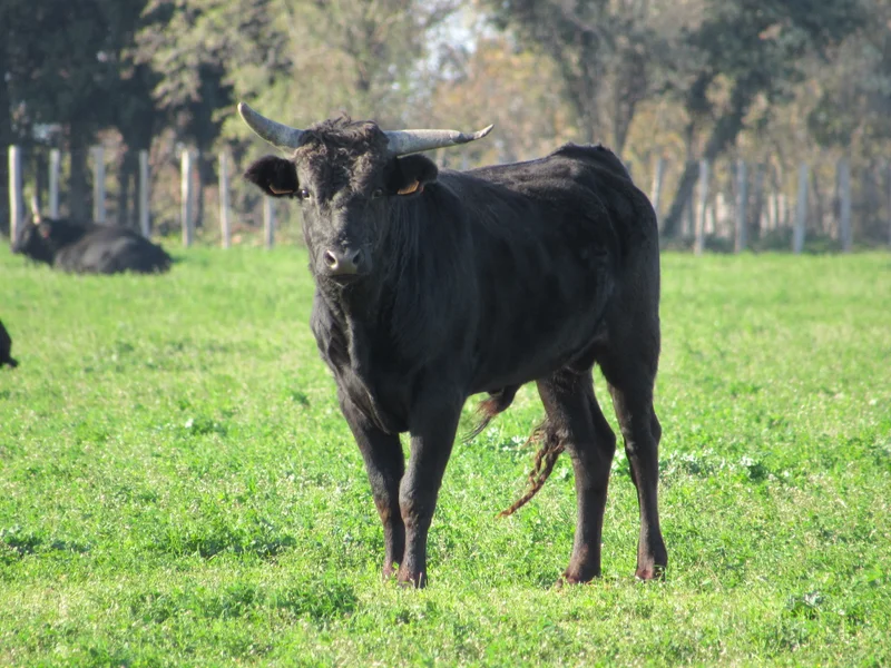 Randonnée Balade Le culte du taureau
