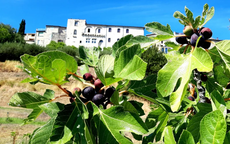 Randonnée Sentier du Site Remarquable du Goût des figues