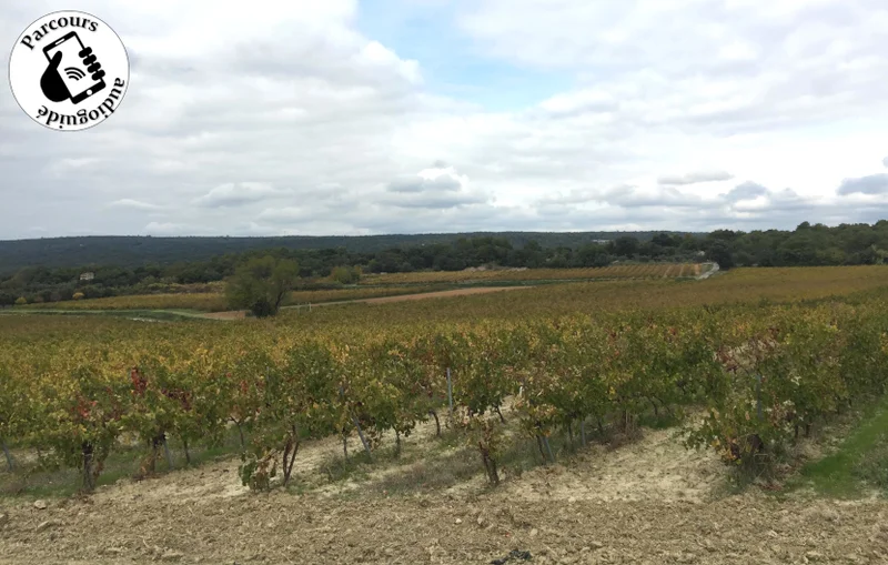 Vélo de route Boucle cyclo-découverte de la Garrigue · Saint-Quentin-la-Poterie