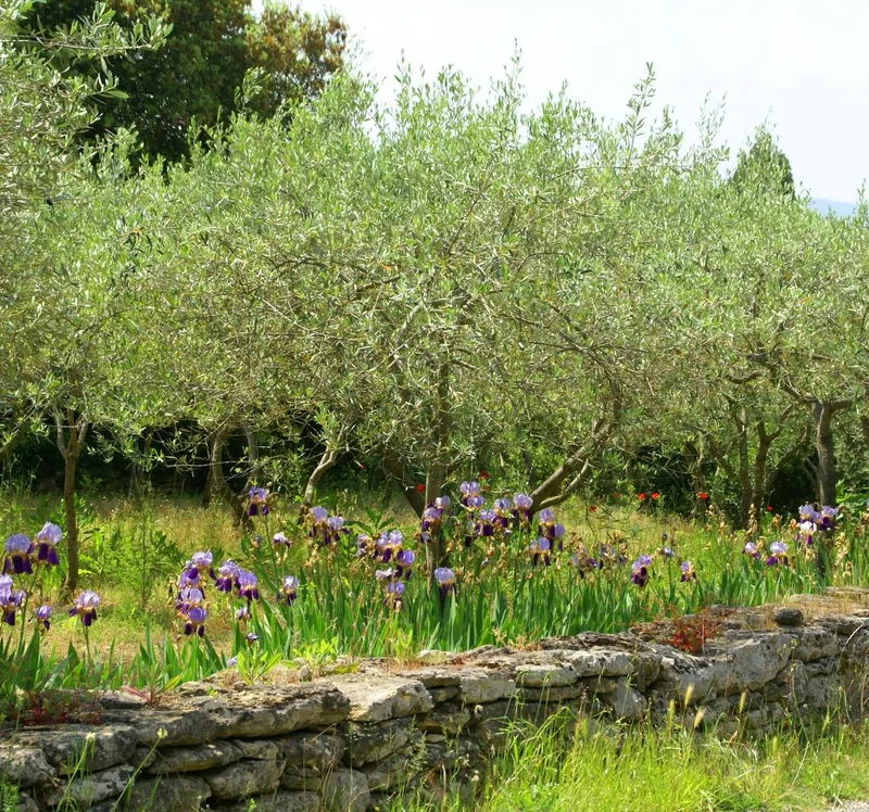 Vélo de route Boucle cyclo-découverte des Olivettes
