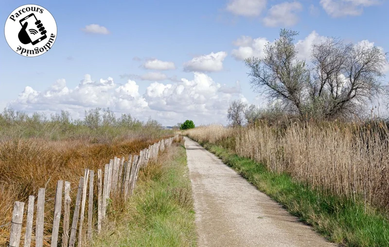 Vélo de route Boucle cyclo-découverte Entre Vignes et Rizières · Saint-Gilles