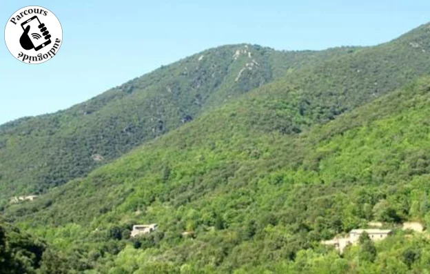 Trail Trail du Menhir du Col de Bès
