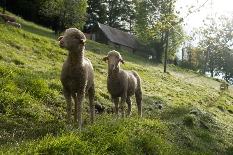 Randonnée Le tour de Serris