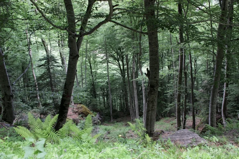 VTT Enduro n°111 - Les buis de Cestrède — Gèdre