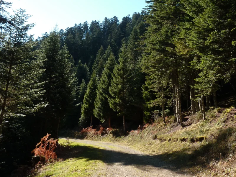 Trail Boucle Initiation Trail Cap de Soc — Aucun