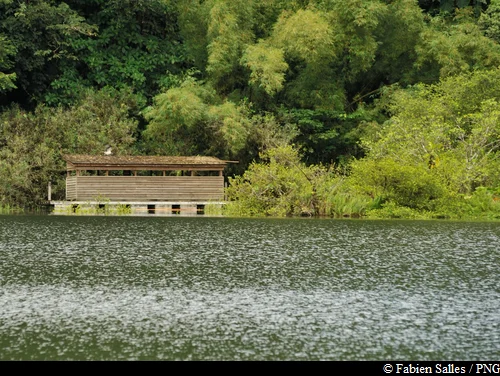 Randonnée Grand Etang · Bananier