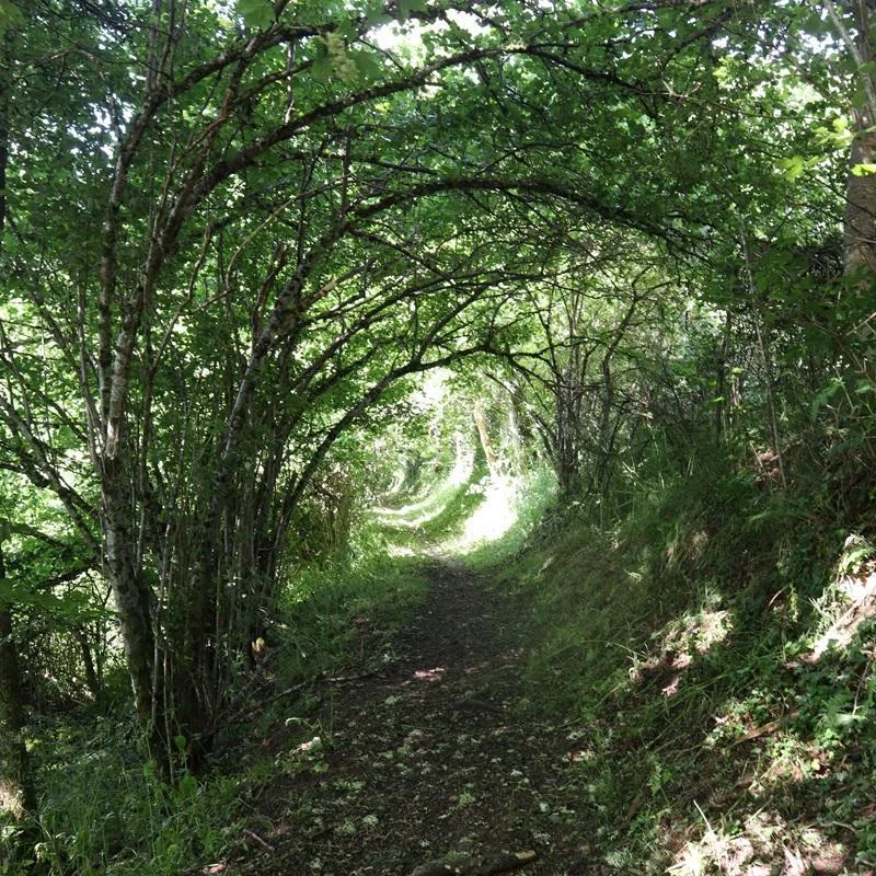 VTT 33 - Le suc de Mons — Saint-Pal-de-Mons