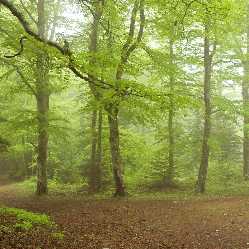 Randonnée PR035 Les bois de Peybrousson et Plafay · Le Chambon-sur-Lignon
