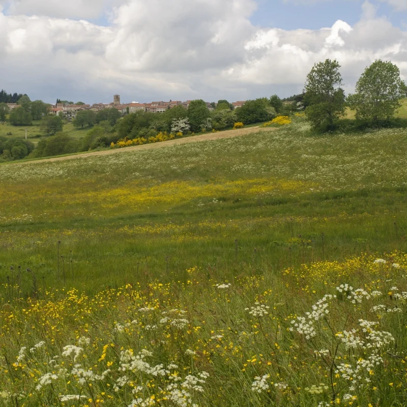 Randonnée PR162 La Pierre Plantée — Champagnac-le-Vieux