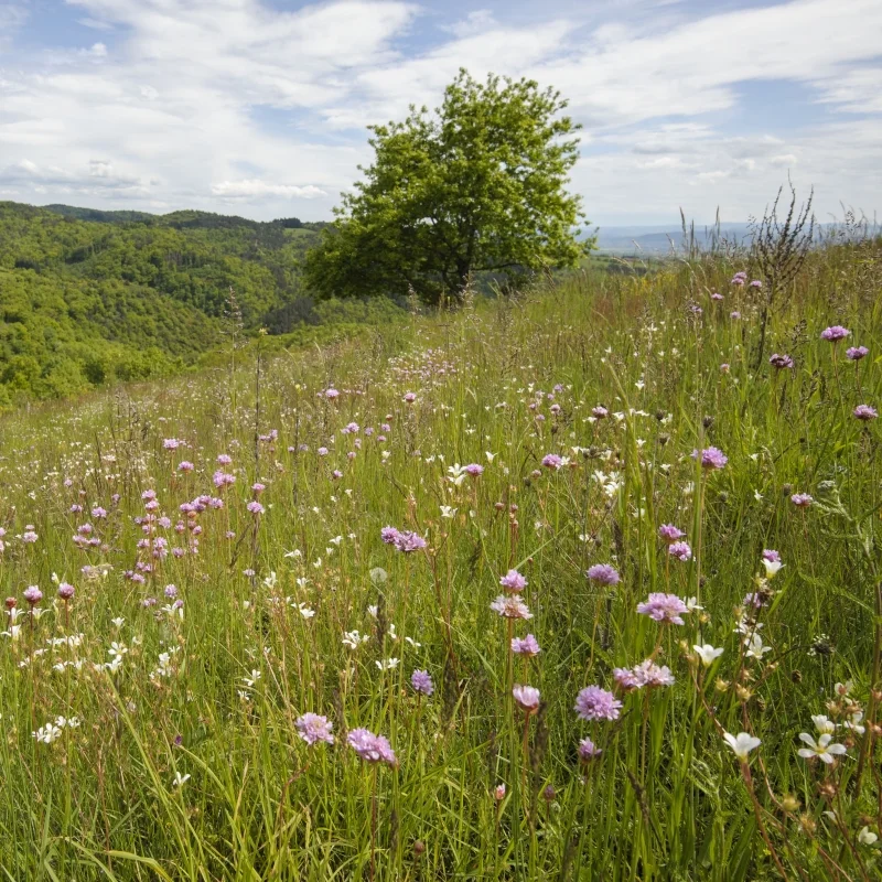 Randonnée PR414 Le Chemin des Grives — Vézézoux