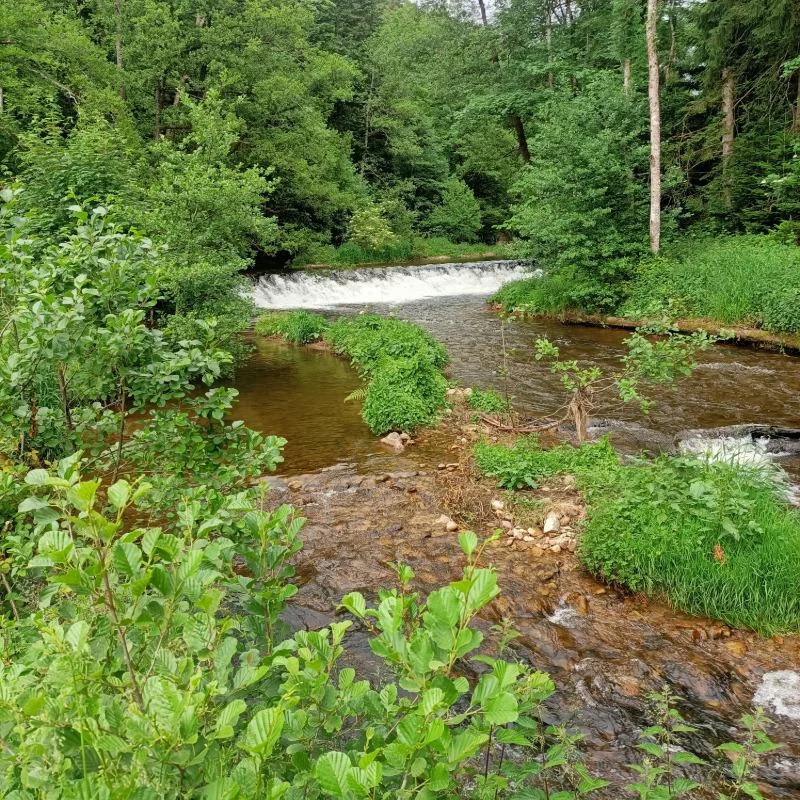 Randonnée PR293 Le moulin du Pré — Saint-Pal-de-Mons