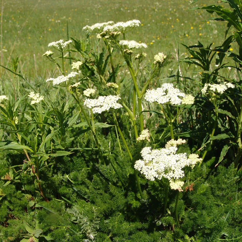 Randonnée PR491 Circuit de Clauzelles · Les Vastres