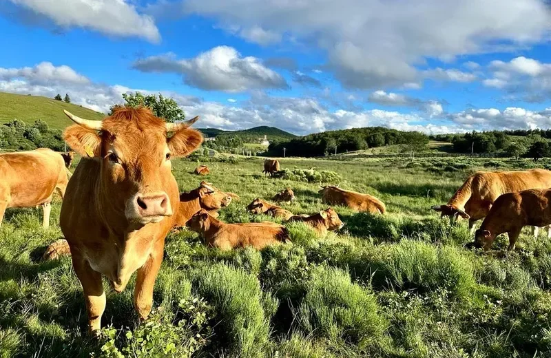 Vélo de route Le chemin du Fin gras — Les Estables