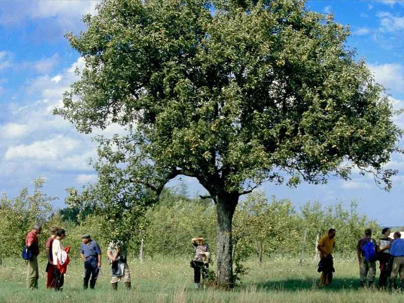 Randonnée Circuit du Turpenay — Rivarennes