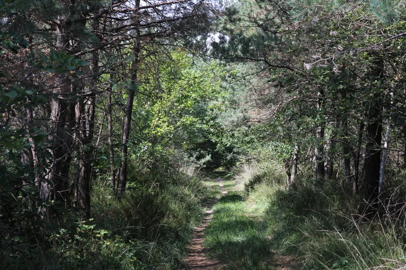 Randonnée Sentier nature - Saint-Benoit la Forêt, au cœur de la forêt de Chinon — Saint-Benoît-la-Forêt
