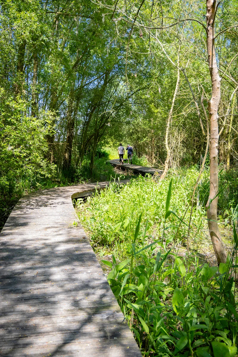 Randonnée Sentier nature - Le Marais de Taligny — La Roche-Clermault