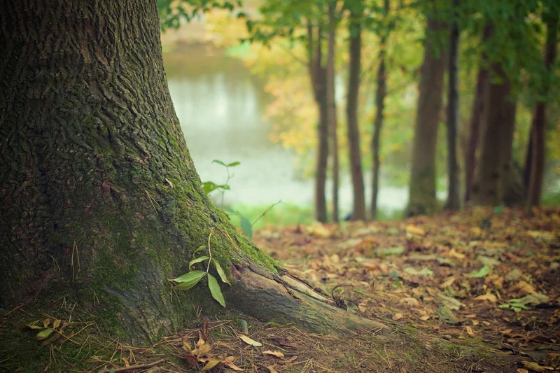 Randonnée Circuit de randonnée : La forêt de nos ancêtres — Brain-sur-Allonnes