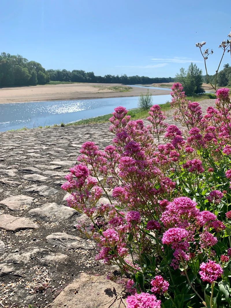 Randonnée Circuit de randonnée : Perspective de Loire — Gennes-Val-de-Loire