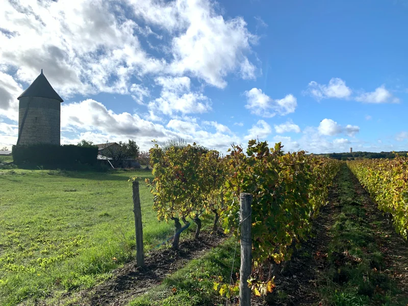 Randonnée Circuit de randonnée : Vignes et bois — Les Ulmes