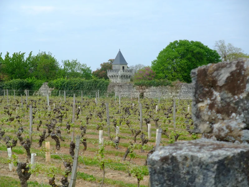 Randonnée Circuit de randonnée : Au coeur du vignoble — Saumur