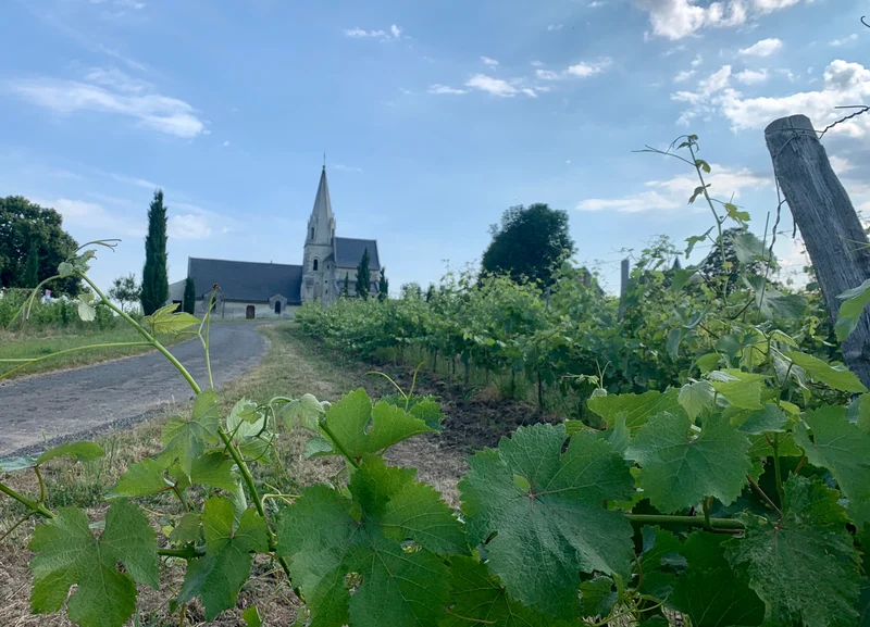 Randonnée Circuit de randonnée : Parnay, entre Loire et coteaux — Parnay