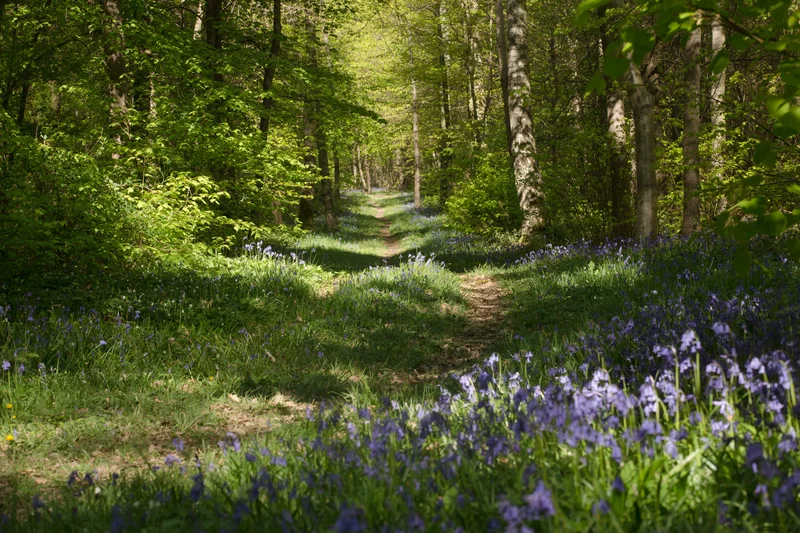 Randonnée Sentier de découverte – La forêt, un enjeu de taille — Tuffalun