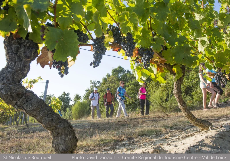 Randonnée Circuit patrimoine - Dans les vignes du marquis — Brézé