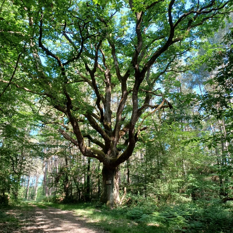 Randonnée L'arbre remarquable — Panzoult