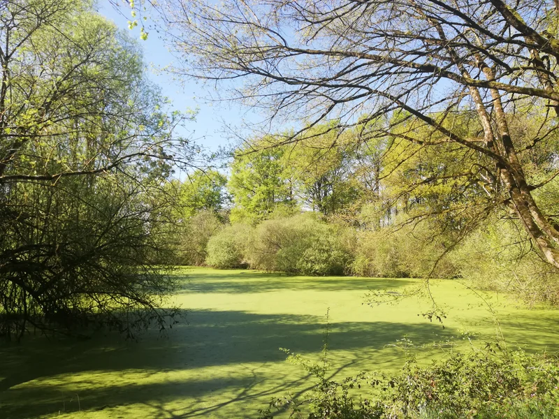 Randonnée Les marécages — Sorigny