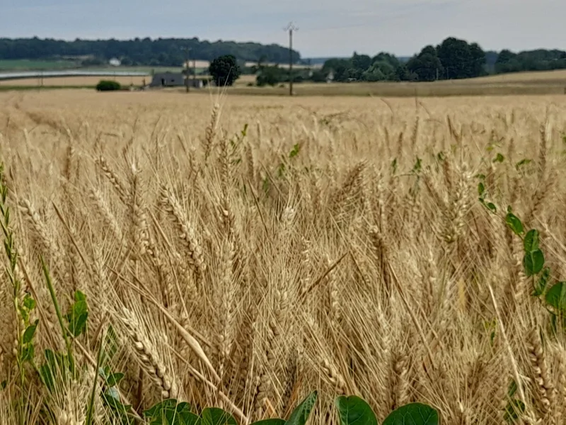 Randonnée Tuffeau et bois - Bauné — Loire-Authion