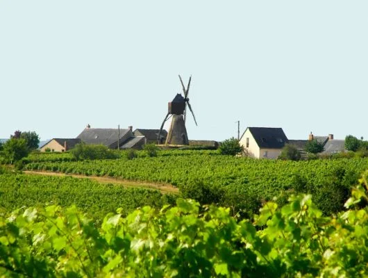 Randonnée Circuit des Mailles — Bellevigne-en-Layon