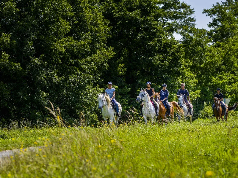 VTT Entre vignes et forêts en VTT — Bourgueil