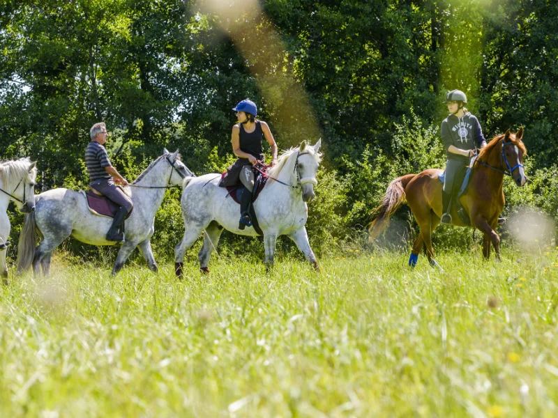 VTT Entre forêt et clairière en VTT — Bourgueil