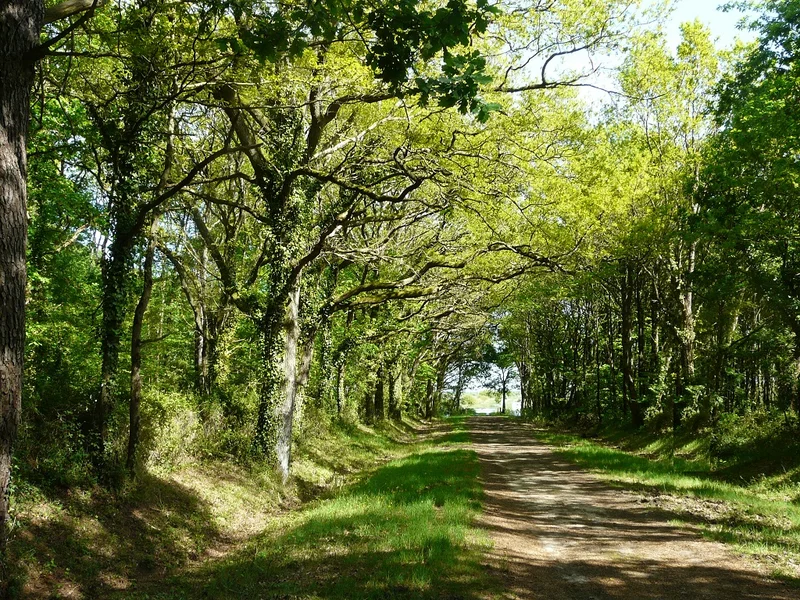 Vélo de route Le Bois Charette — Saint-Mars-de-Coutais