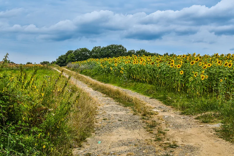 Vélo de route Circuit entre Logne et Boulogne — Corcoué-sur-Logne