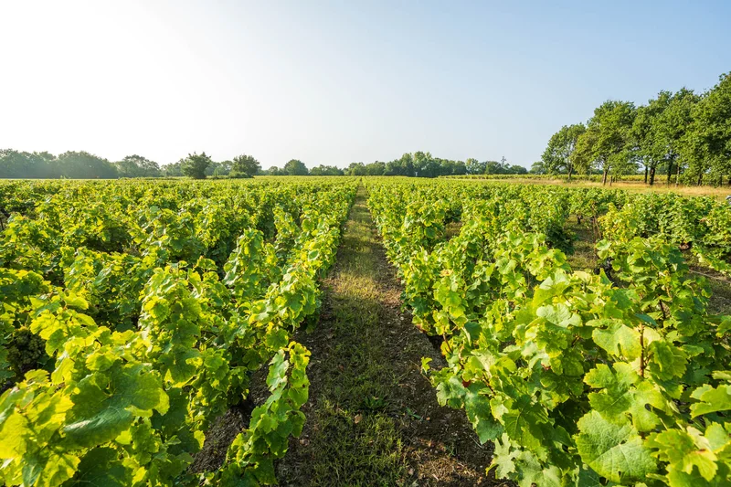 Vélo de route Circuit les Vignes · Saint-Philbert-de-Grand-Lieu