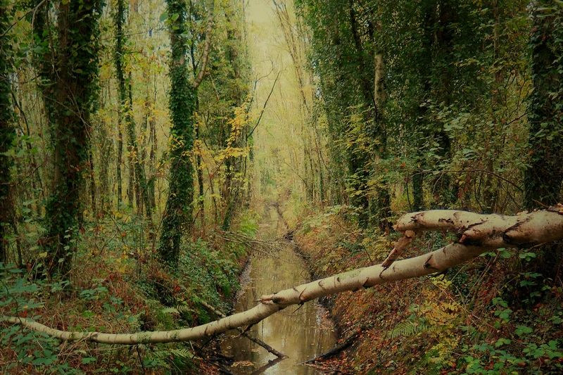 Vélo de route La Cour aux Loups — Pompas