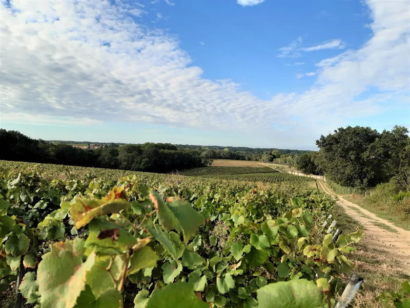 Randonnée Circuit des Moulins et Châteaux · La Caillaudière