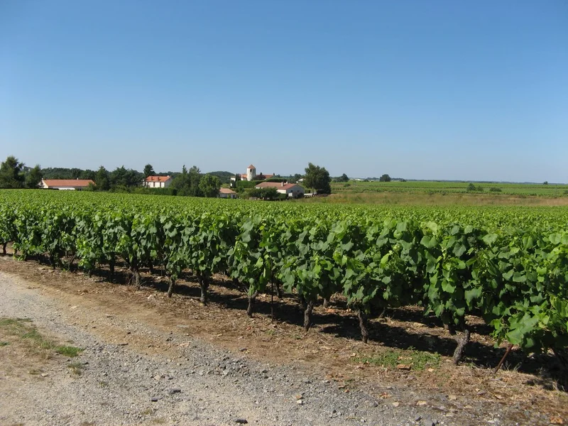 Randonnée Circuit Gallo-Romain · Mouzillon