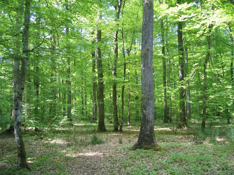 Randonnée Circuit des Chêtelons · Le Gâvre