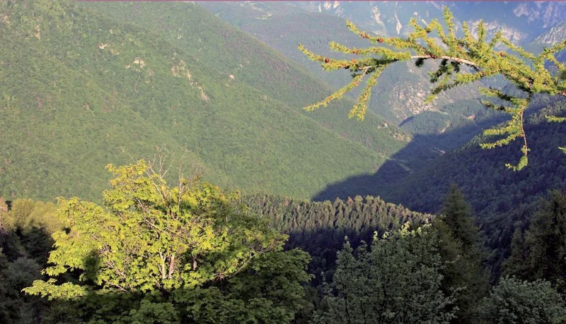 Randonnée Forêts de l'Avenquet et de Bouissiéra — Moulinet