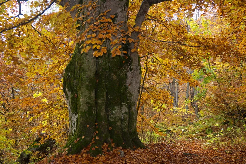 Randonnée La forêt bannie de Palanfrè · Vernante
