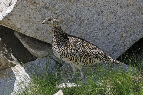 Randonnée Le vallon de l'Estrop — Entraunes