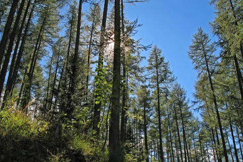 Randonnée Forêt de Ratery — Chaumie