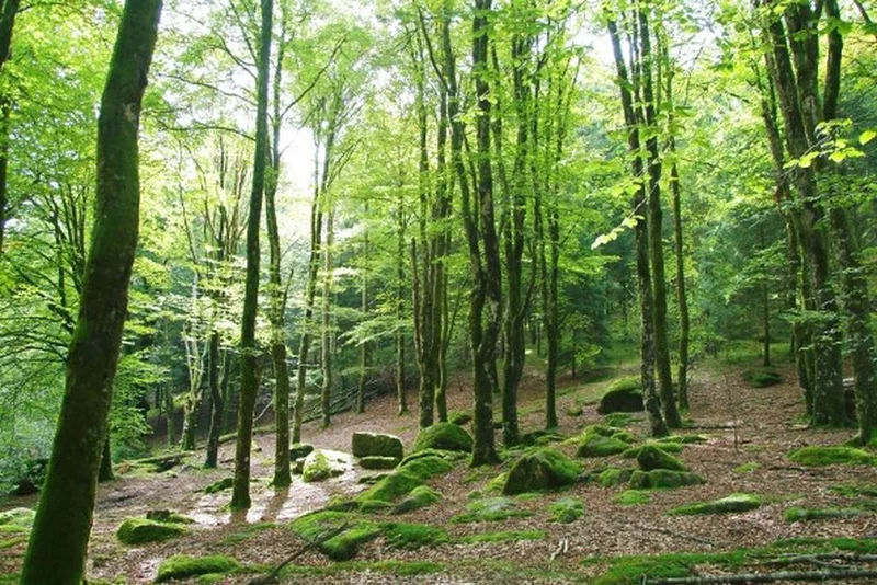 Randonnée Les hêtraies de Péret-Bel-Air · Péret-Bel-Air