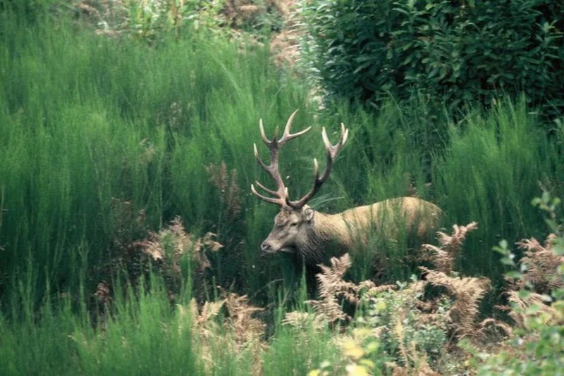 Randonnée Sur les traces des cerfs · Saint-Hilaire-Foissac
