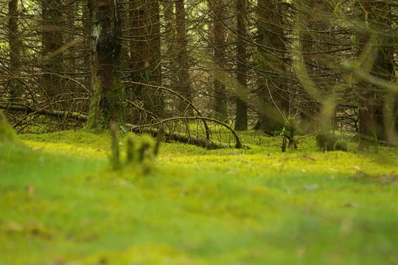 Randonnée Le Bois de Chaleix · Bugeat