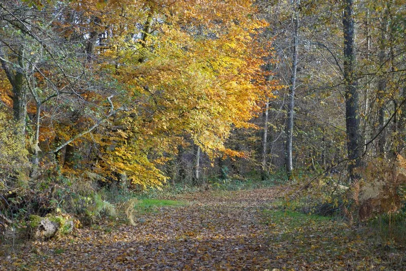 Randonnée Sentier de Brignac au Moulin du Got — Royères